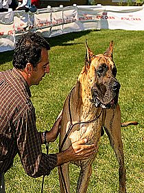 honden fokkers en hond foto's